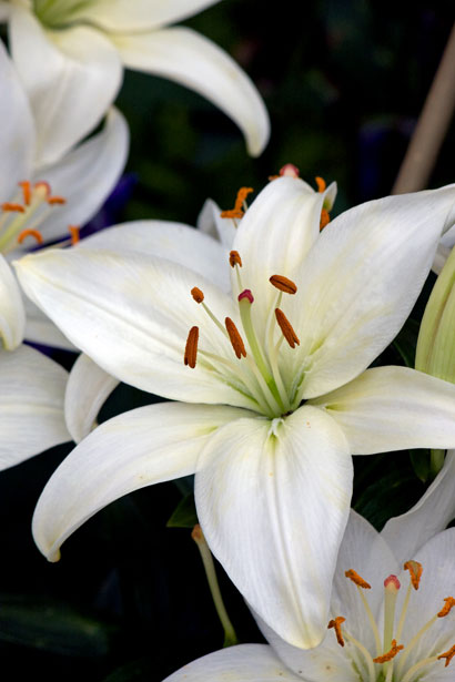 white pinkish lily, funeral